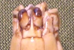 gonodactylus chiragra T.F.C. rostral plate.JPG